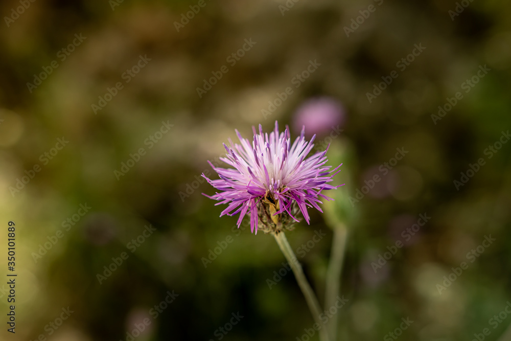 purple flowers in summer in the mountains romance purple flowers in summer in the mountains romance