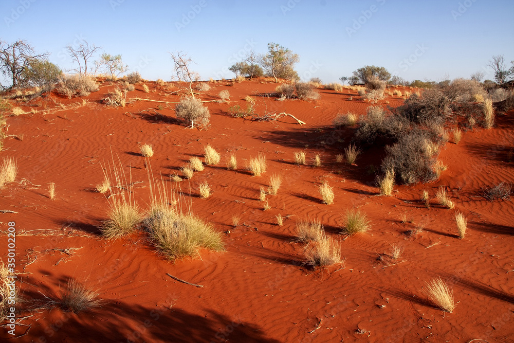 Desolate landscape with sparse vegetation and red sand. Australia