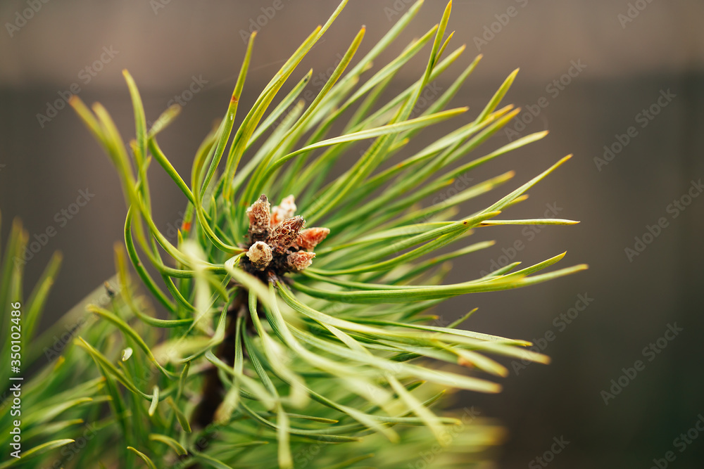 Macro shooting of conifers, the emergence of new cones, flowering conifers Macro shooting of conifers, the emergence of new cones, flowering conifers