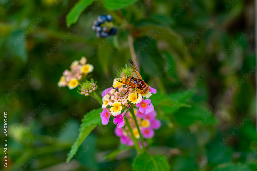 violet flowers in summer in the mountains romance violet flowers in summer in the mountains romance