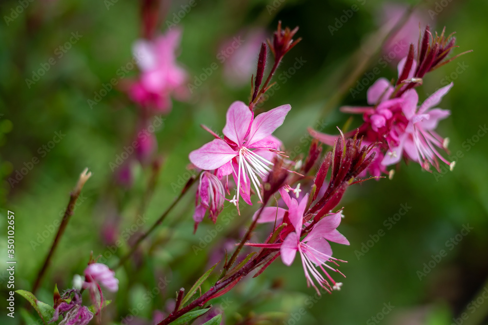 violet flowers in summer in the mountains romance violet flowers in summer in the mountains romance