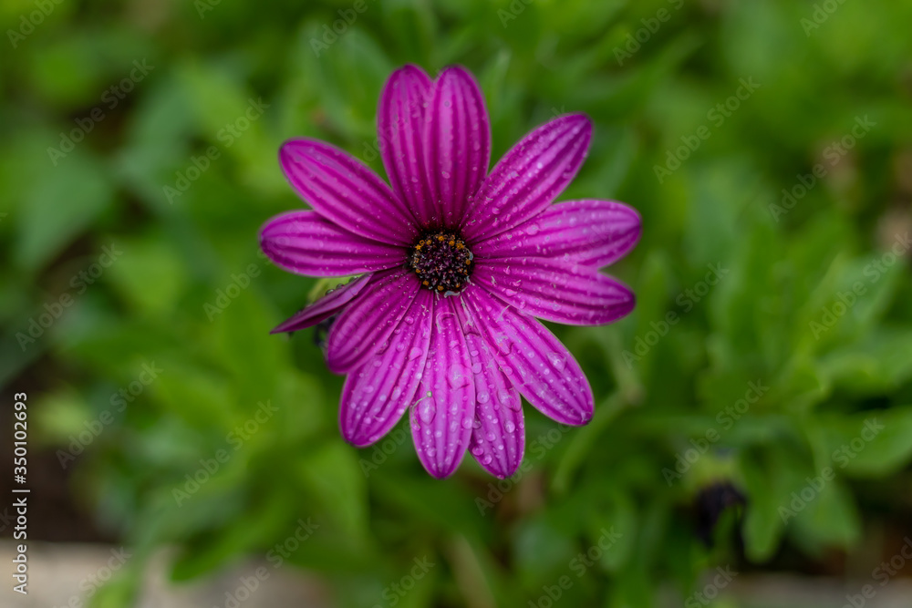 violet flowers in summer in the mountains romance