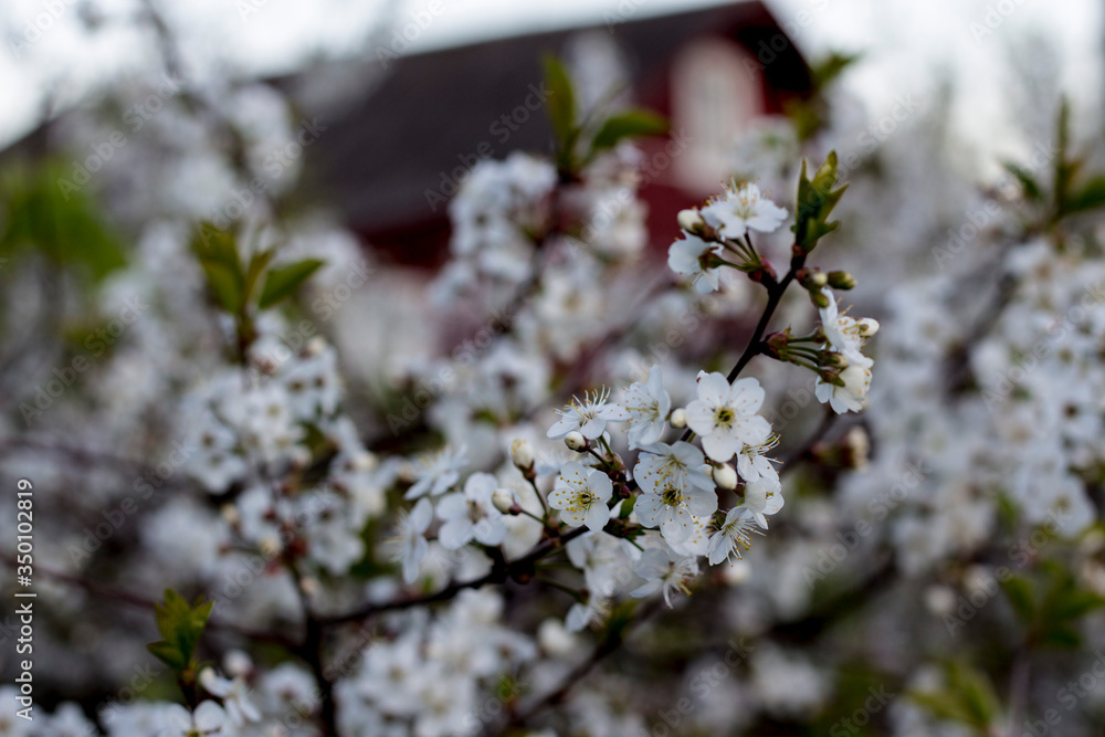 Fototapeta premium blooming cherry tree