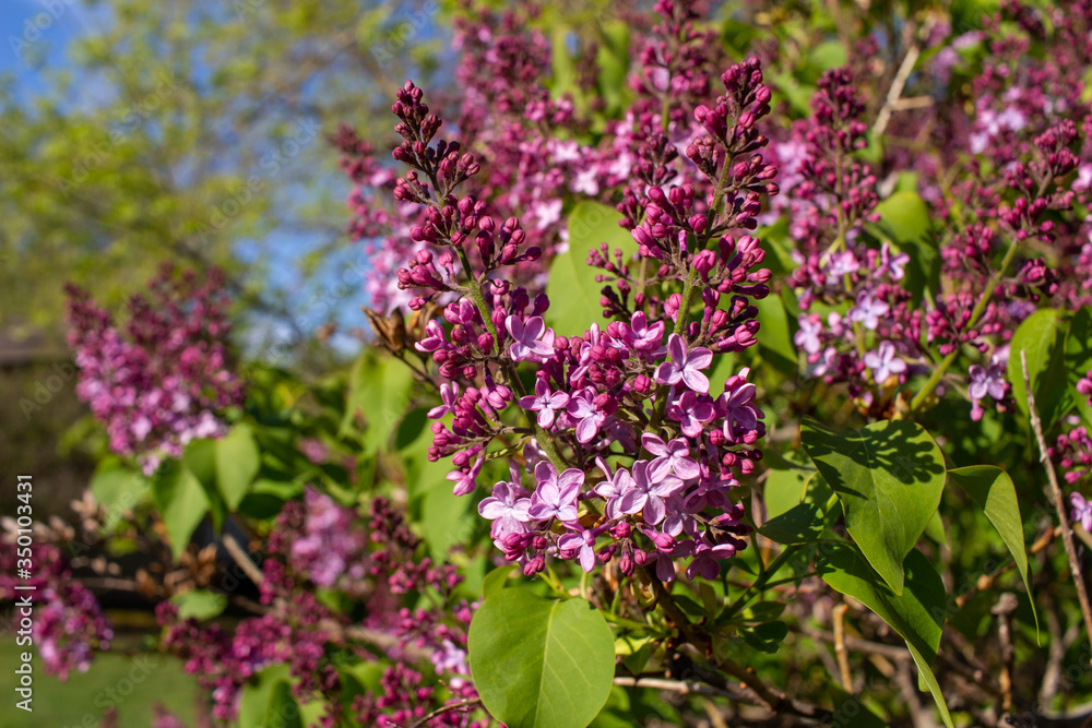 Close up view of newly emerging Persian lilac flower blossoms and buds with deep purple color, and blue sky background Close up view of newly emerging Persian lilac flower blossoms and buds with deep purple color, and blue sky background