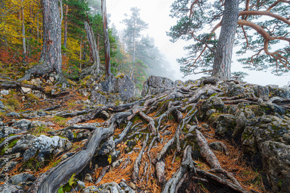 A big root system of an old tall pine tree growing on rocks in mountains A big root system of an old tall pine tree growing on rocks in mountains