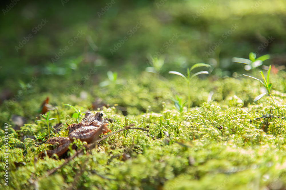 frog in a swamp in green moss