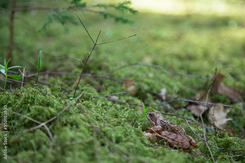 frog in a swamp in green moss