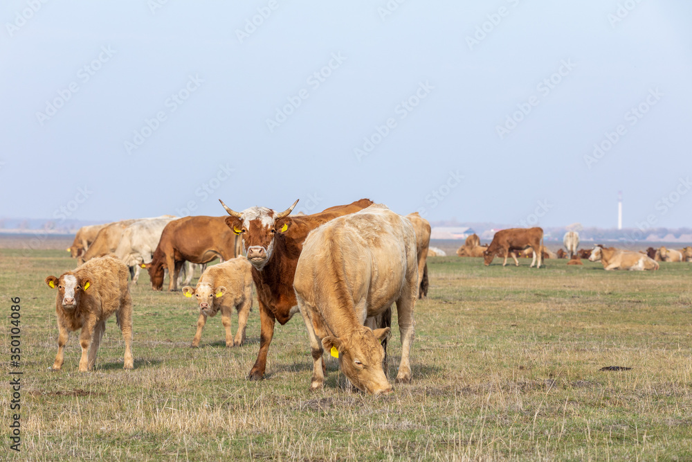 traditional hungarian cattle in Hortobagy National Park, Hungary, puszta is famous ecosystems in Europe and UNESCO World Heritage Site