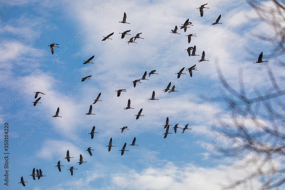 flying flock of birds, Common Crane (Grus grus), migration in the Hortobagy National Park, Hungary puszta, European ecosystems in UNESCO World Heritage Site flying flock of birds, Common Crane (Grus grus), migration in the Hortobagy National Park, Hungary puszta, European ecosystems in UNESCO World Heritage Site