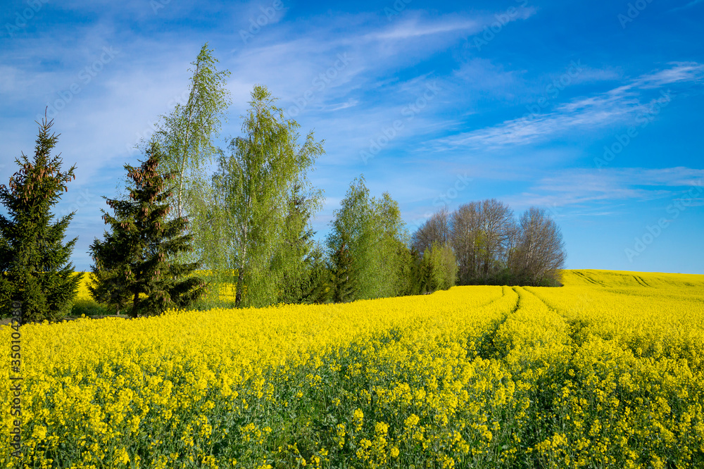 Obraz premium Vivid colors of yellow field landscape