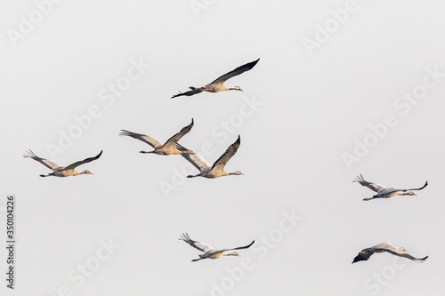 flying flock of birds, Common Crane (Grus grus), migration in the Hortobagy National Park, Hungary puszta, European ecosystems in UNESCO World Heritage Site