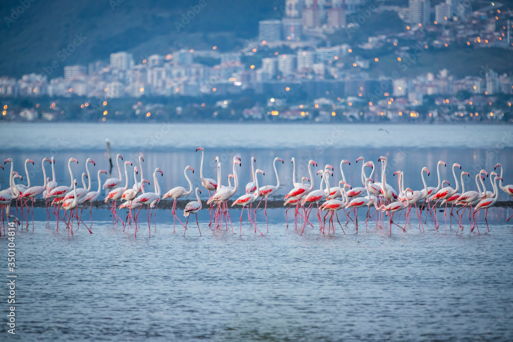 Naklejka premium Pink big birds Greater Flamingos, Phoenicopterus ruber, in the water, izmir, Turkey. Flamingos cleaning feathers. Wildlife animal scene from nature.