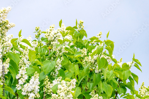 White Syringa vulgaris (lilac or common lilac).