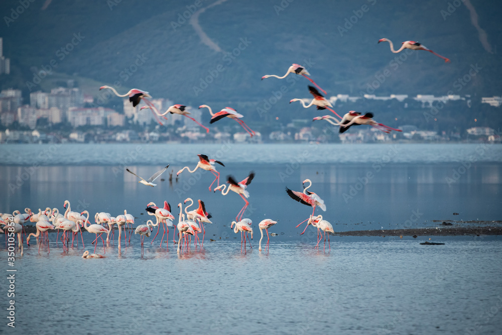 Fototapeta premium Pink big birds Greater Flamingos, Phoenicopterus ruber, in the water, izmir, Turkey. Flamingos cleaning feathers. Wildlife animal scene from nature.