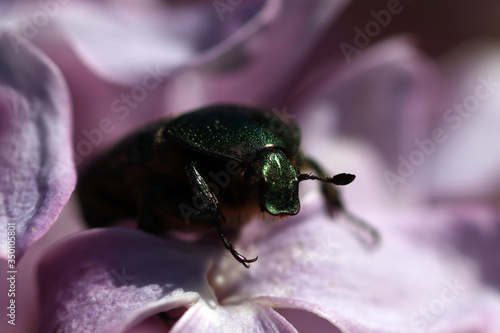 Green bronze beetle is sitting on blossom flowers