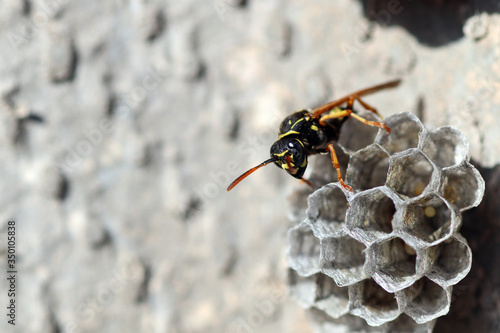 Wasp is looking for her larvea in hive 2