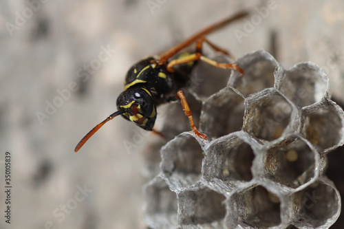 Wasp is looking for her larvea in hive 3