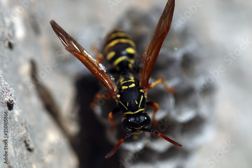 Wasp is looking for her larvea in hive 6