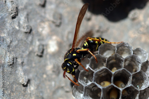 Wasp is looking for her larvea in hive 7