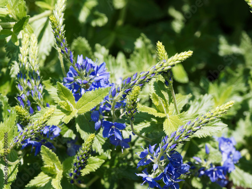 Veronica austriaca | Véronique d'Autriche ou véronique germandrée à petites fleurs étoilées bleu royal en épis  sur tiges vert pourpré, feuillage dentelé velu, vert franc photo