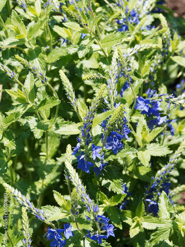 Veronica austriaca | Véronique d'Autriche ou véronique germandrée à petites fleurs étoilées bleu royal photo