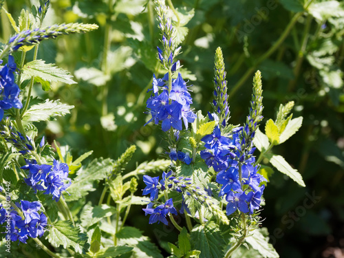 Veronica austriaca | Véronique d'Autriche ou véronique germandrée à petites fleurs étoilées bleu royal en épis  sur tiges vert pourpré, feuillage dentelé velu, vert franc photo