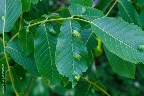 Walnut Leaves With Disease - Mites