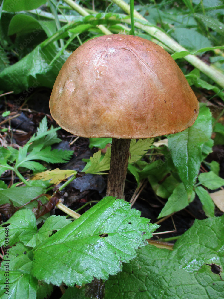 mushroom boletus in the forest. Edible mushroom