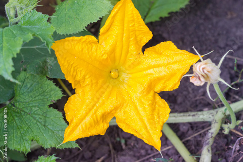 Top view of pumpkin flower on the plantation close-up