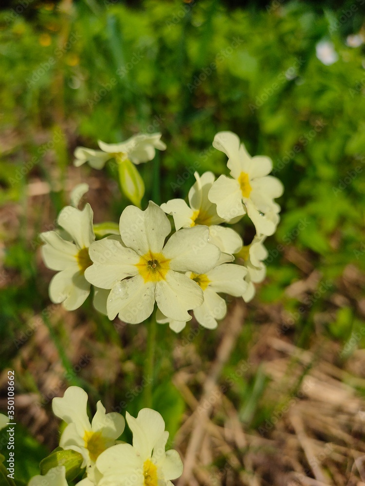 The first spring flowers in the forest and park closeup selective focus. Wild flowers. Early spring flower in Finland & Siberia. The first spring flowers in the forest and park closeup selective focus. Wild flowers. Early spring flower in Finland & Siberia.