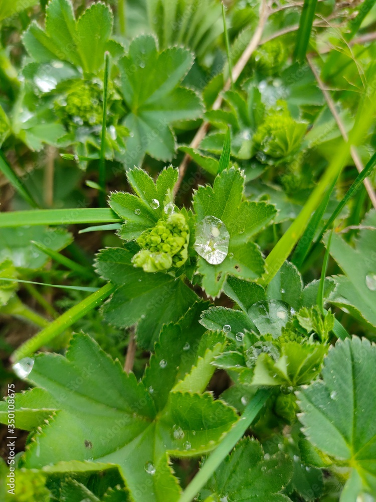 closeup selective focus: green leaves of flowers with large drops of morning dew, macro photo. Early spring flower in Finland & Siberia. closeup selective focus: green leaves of flowers with large drops of morning dew, macro photo. Early spring flower in Finland & Siberia.