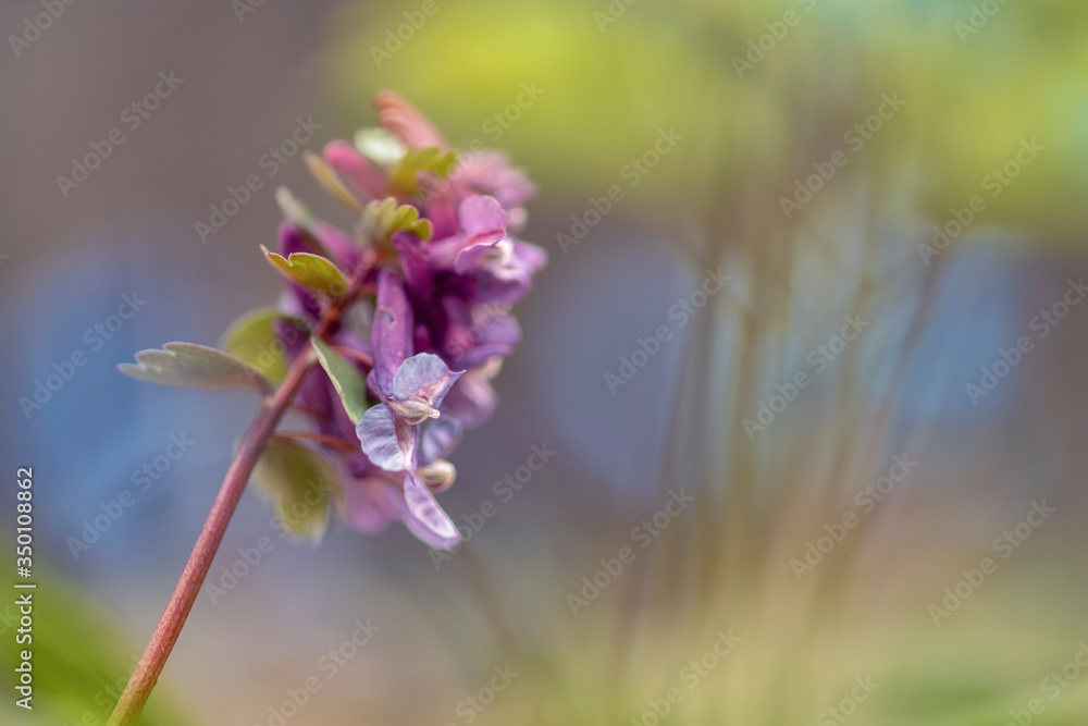 Obraz premium Corydalis (plant, first spring flowers)