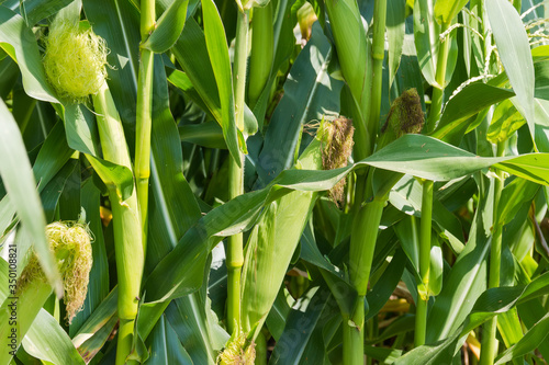 Corn stems with young ripening ears on the field