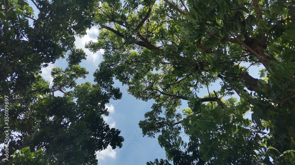 trees and sky trees and sky