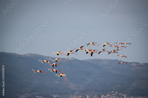 Pink big birds Greater Flamingos  Phoenicopterus ruber  in the water  izmir  Turkey. Flamingos cleaning feathers. Wildlife animal scene from nature.