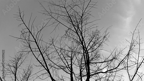 Vintage image durian trees die perennial on a dark sky background  with black and white clouds as big  dry trees without leaves and nature air in the afternoon during the summer  Ranong  Thailand.