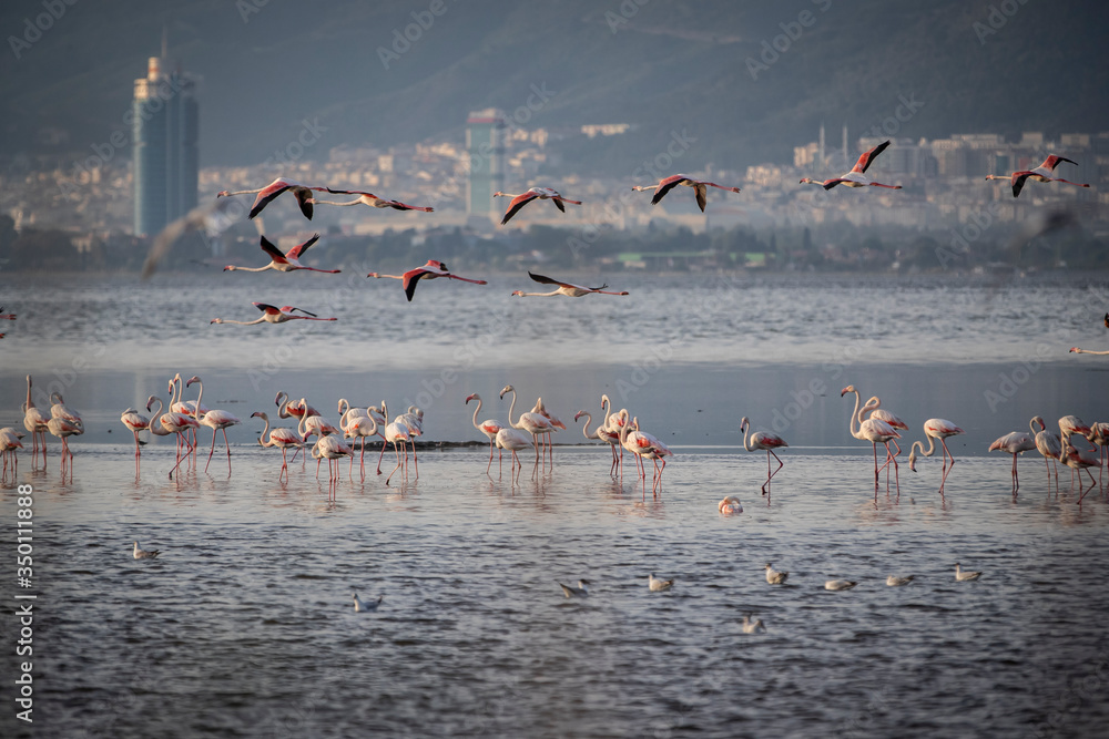 Naklejka premium Pink big birds Greater Flamingos, Phoenicopterus ruber, in the water, izmir, Turkey. Flamingos cleaning feathers. Wildlife animal scene from nature.