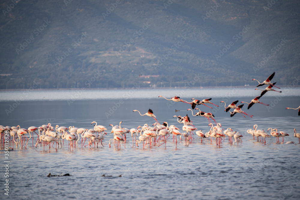 Pink big birds Greater Flamingos, Phoenicopterus ruber, in the water, izmir, Turkey. Flamingos cleaning feathers. Wildlife animal scene from nature.
