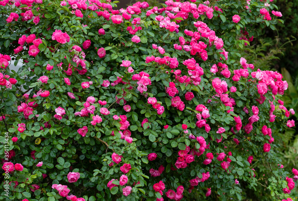 rose  garden flower