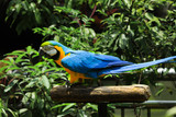 The blue-and-yellow macaw is a large South American parrot with mostly blue top parts and light orange underparts, with gradient hues of green on top of its head.