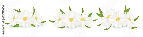 Realistic chamomile isolated on white background. Delicate flower chamomile. Fresh bunch chamomile. 3d illustration.