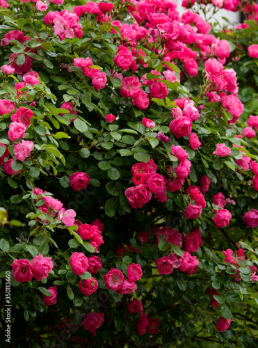Wallpaper Mural rose  garden flower Torontodigital.ca