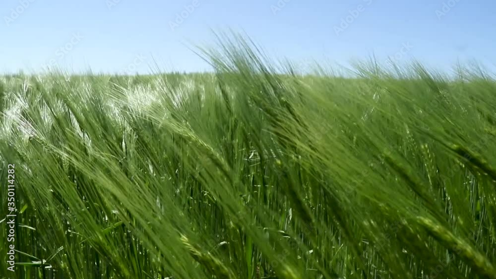 Background from large spikelets of organic green wheat before being treated with herbicides and fertilizers Background from large spikelets of organic green wheat before being treated with herbicides and fertilizers