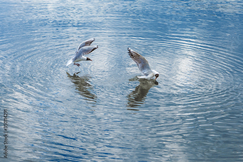two seagulls on the hunt, Angry Bird Hunting For Food