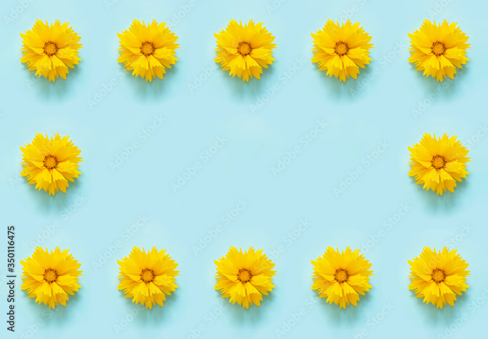 Flower composition. Floral frame border of yellow flowers Coreopsis on blue background. Template for your design Top view Flat Lay Copy space Flower composition. Floral frame border of yellow flowers Coreopsis on blue background. Template for your design Top view Flat Lay Copy space
