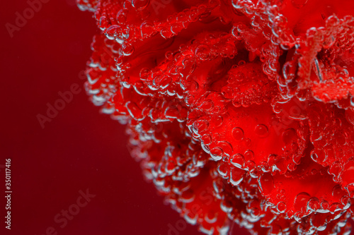 Red carnation on a red background. Macro shot of carnations for postcards.