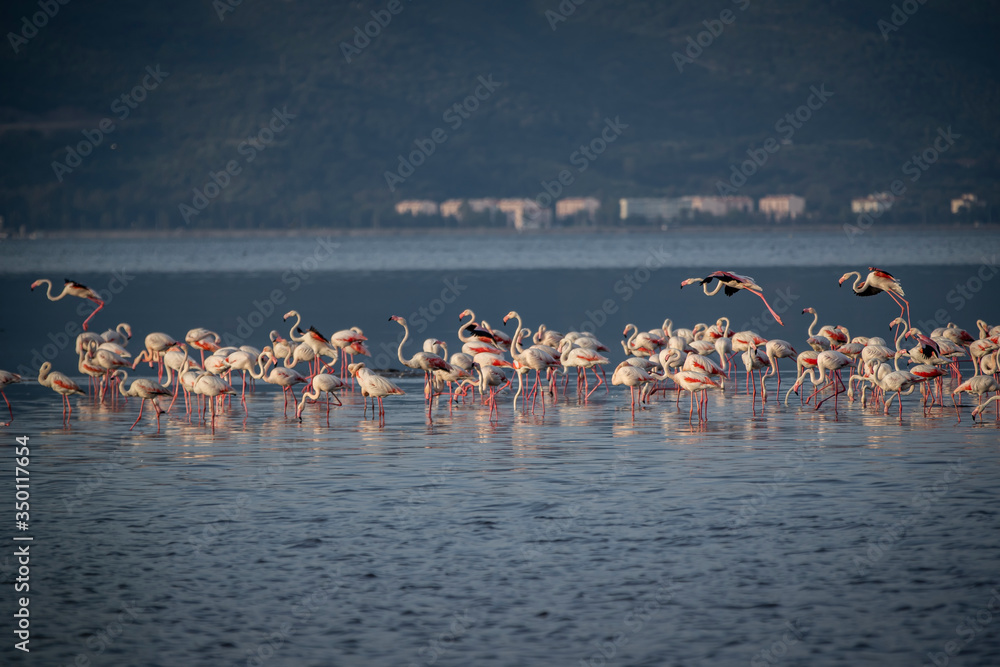 Naklejka premium Pink big birds Greater Flamingos, Phoenicopterus ruber, in the water, izmir, Turkey. Flamingos cleaning feathers. Wildlife animal scene from nature.
