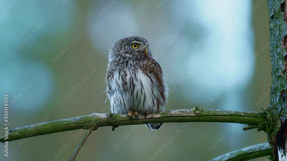 Eurasian Pygmy-Owl - Glaucidium passerinum sitting on the branch with the prey - small rodent in the forest in summer. Small european owl with the green background shredding the caught rodent. Eurasian Pygmy-Owl - Glaucidium passerinum sitting on the branch with the prey - small rodent in the forest in summer. Small european owl with the green background shredding the caught rodent.