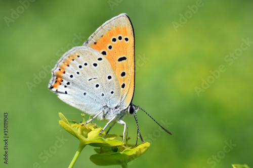 The large copper butterfly - Lycaena dispar. Little blue butterfly on wild flower