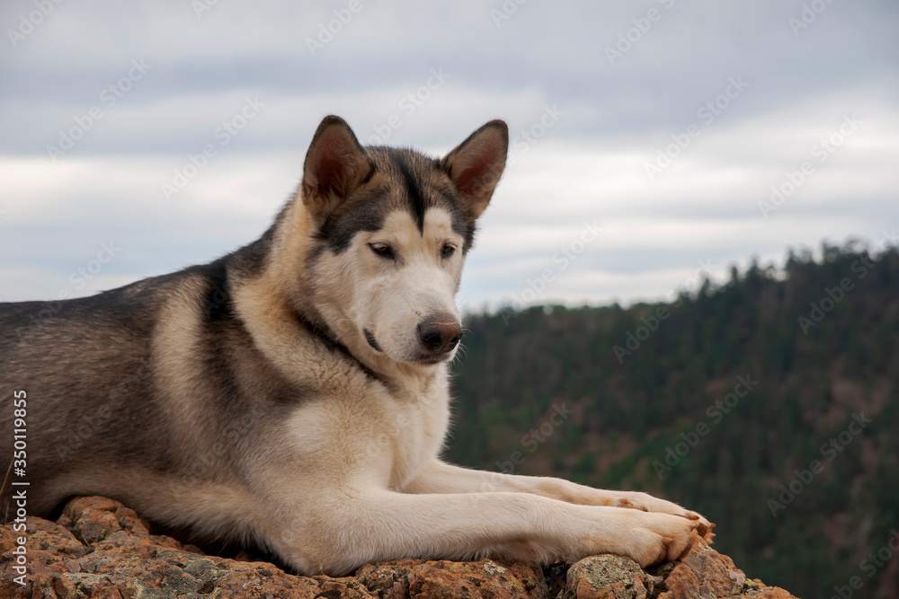 Animales de compañia, alaskan malamute